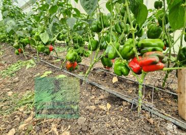 capsicum farm