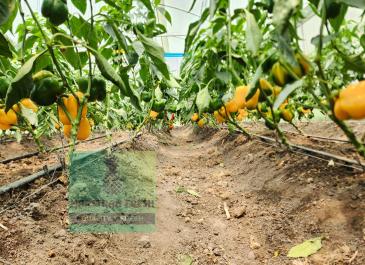 capsicum farm