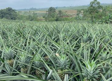 pineapple farm